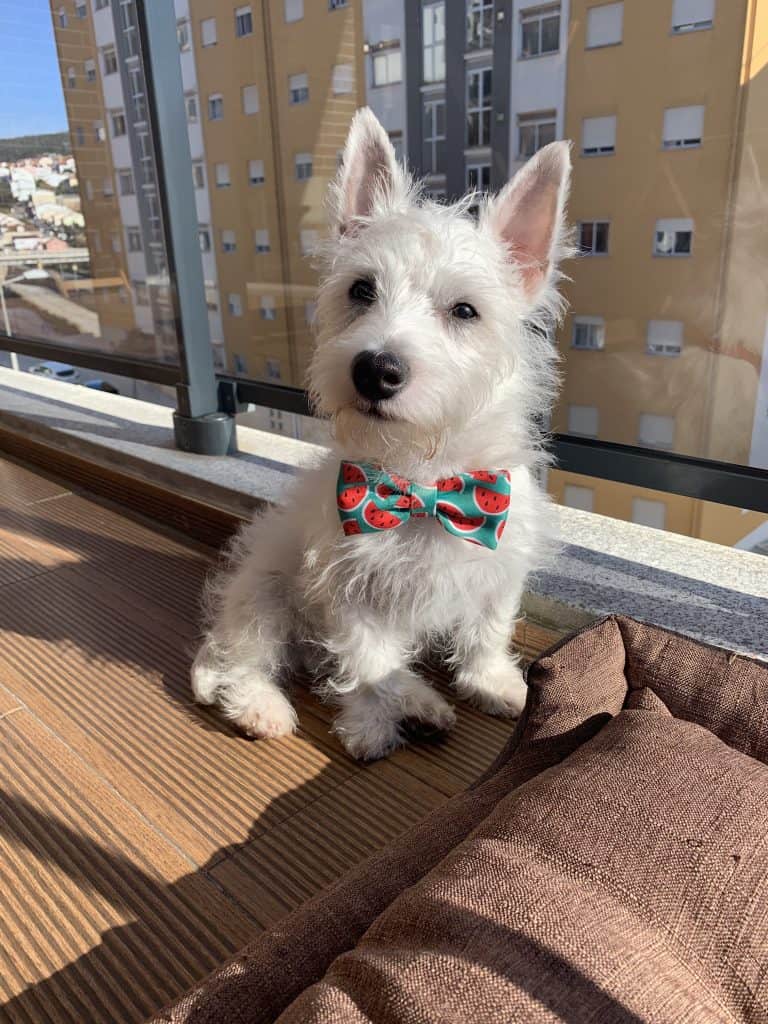 A Terrific Teacup Westie can be your New Best Friend