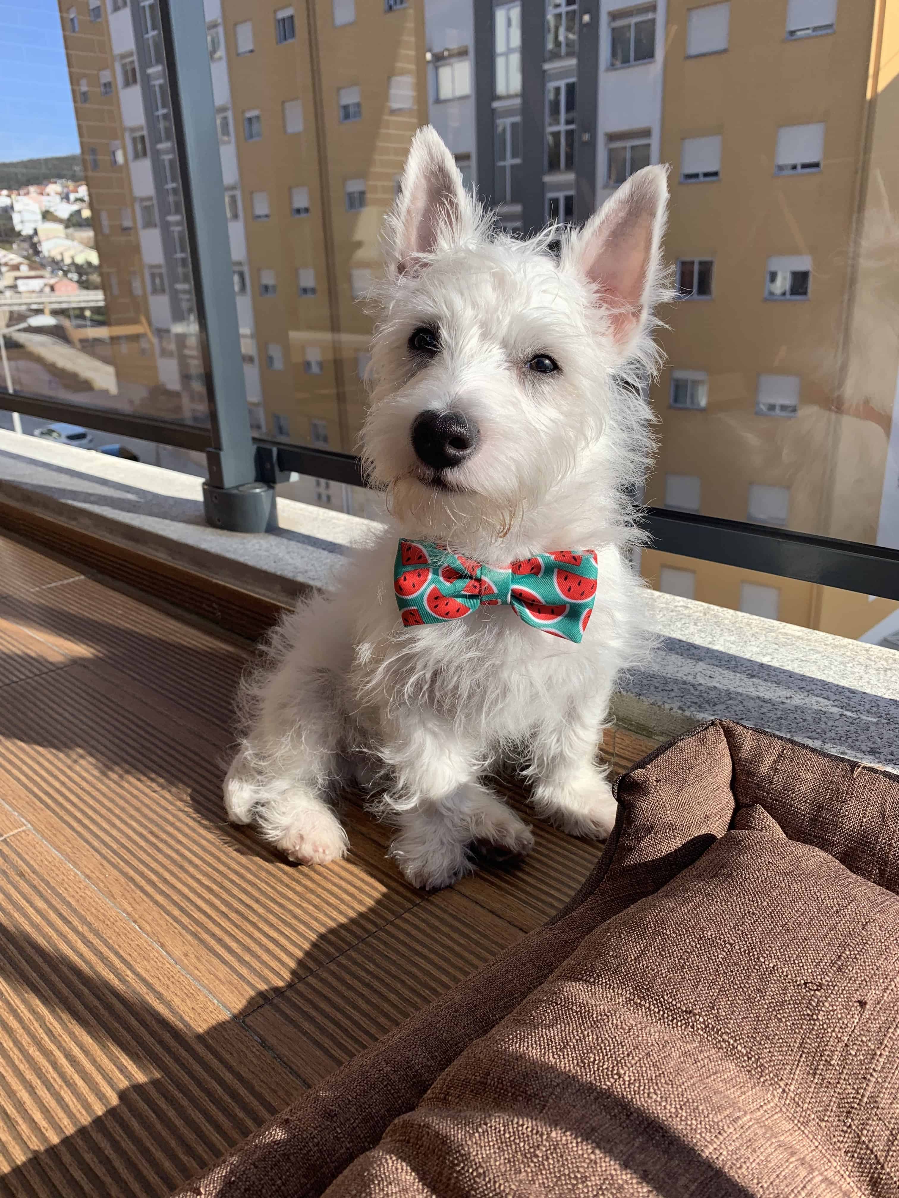 Westie best sale full grown