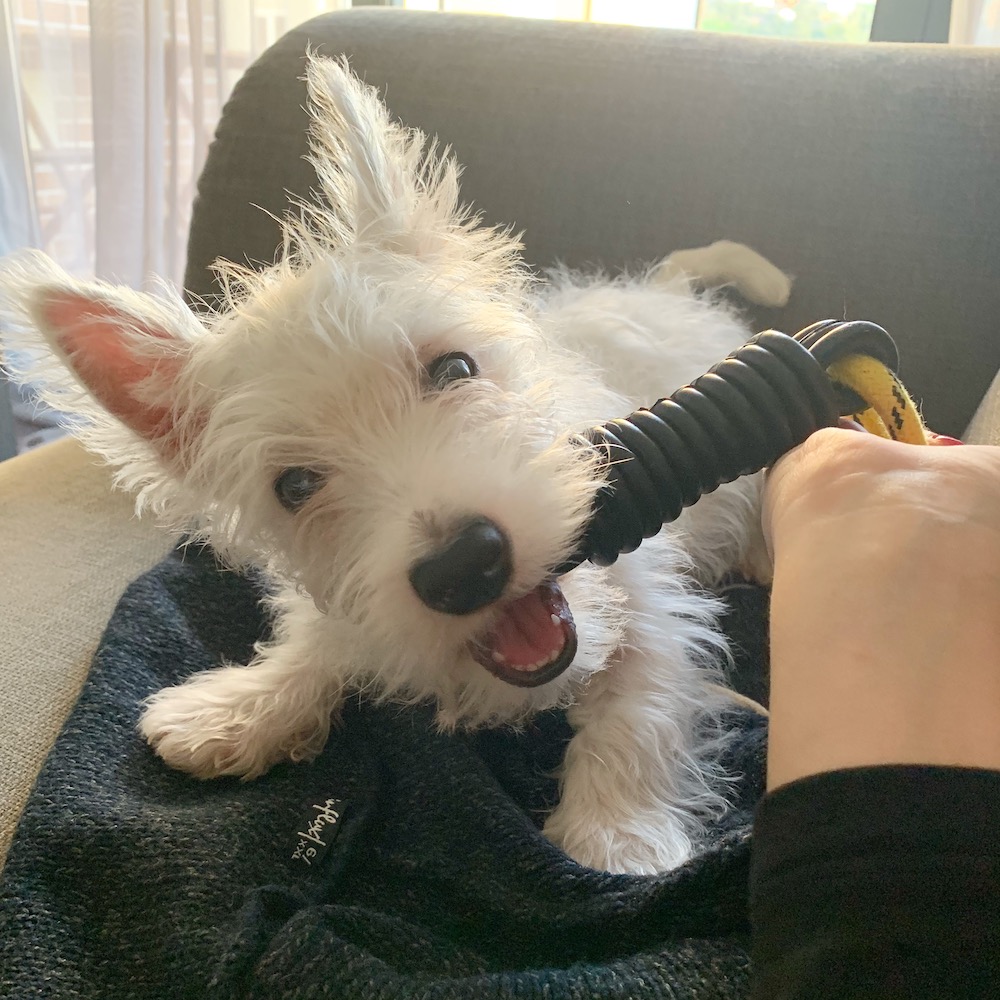 Do You Need to Brush Your Westie's Teeth?