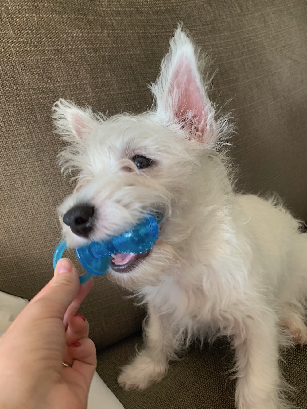 Do You Need to Brush Your Westie's Teeth?