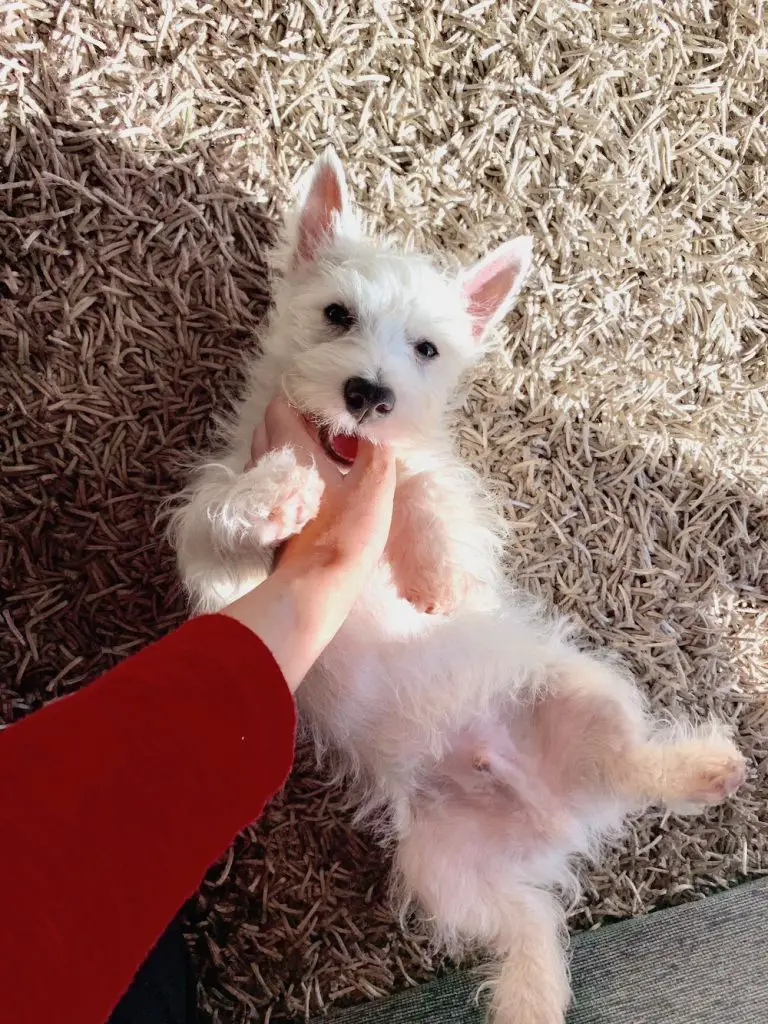 Do You Need to Brush Your Westie's Teeth?