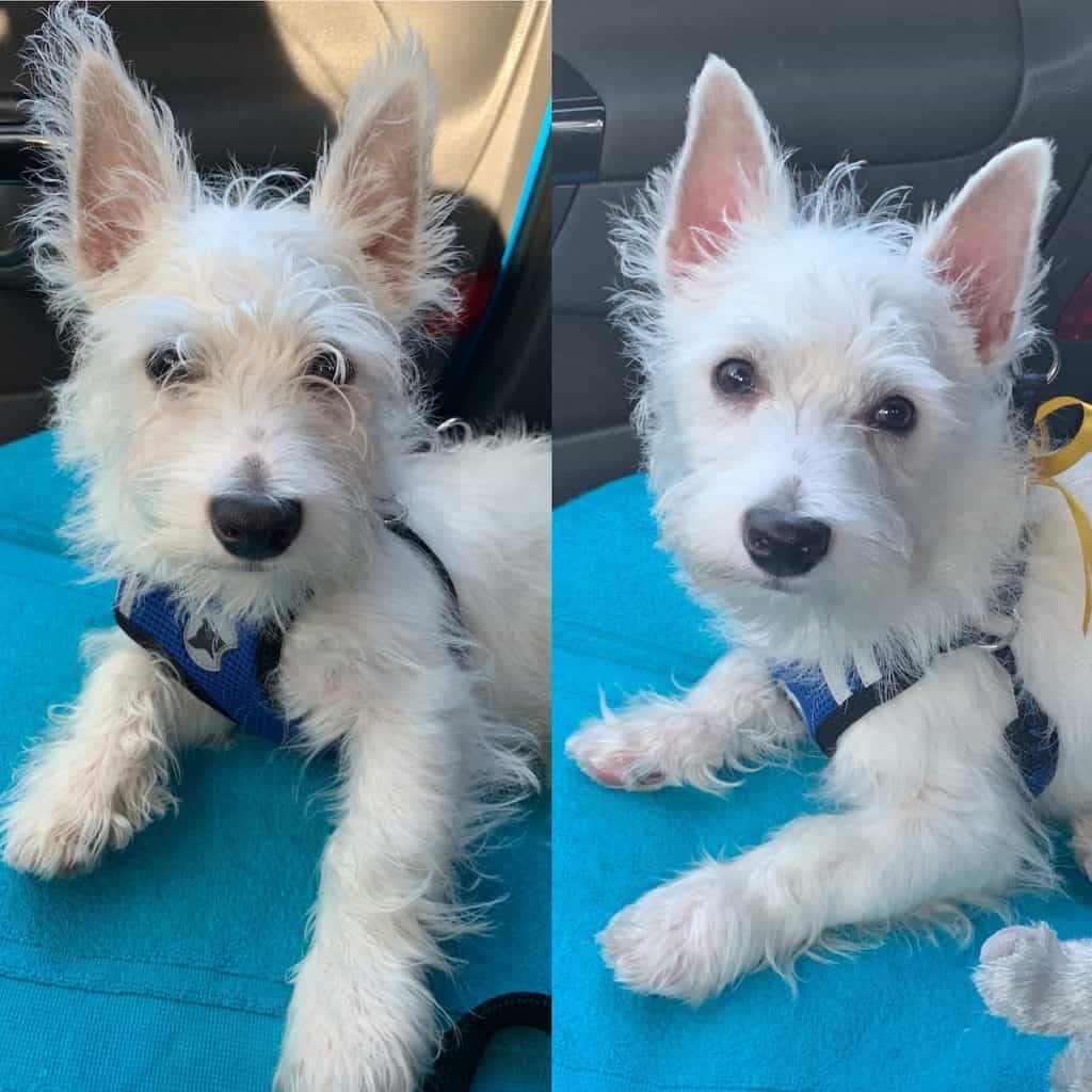 westie puppy first haircut