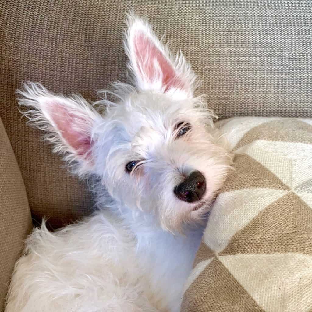 Why Grooming your Westie is Important (+video)