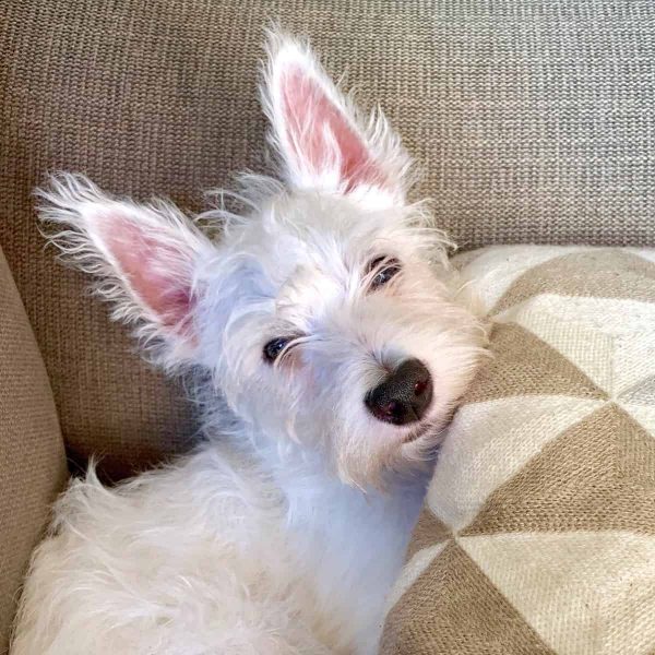 Why Grooming your Westie is Important (+video)