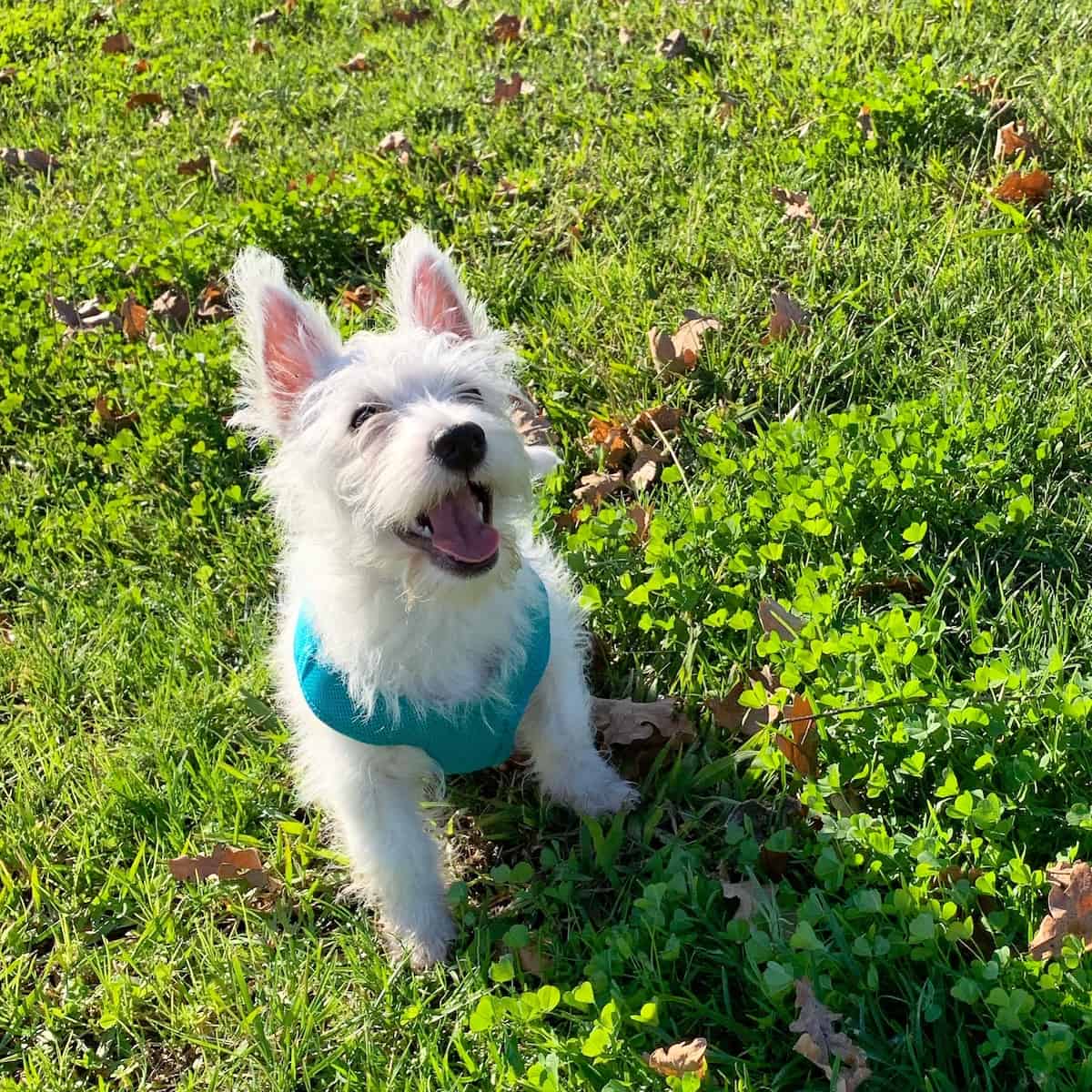 Why Grooming your Westie is Important
