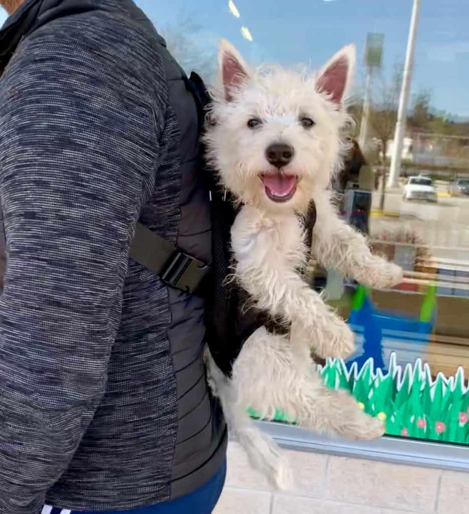 Backpack westies best sale