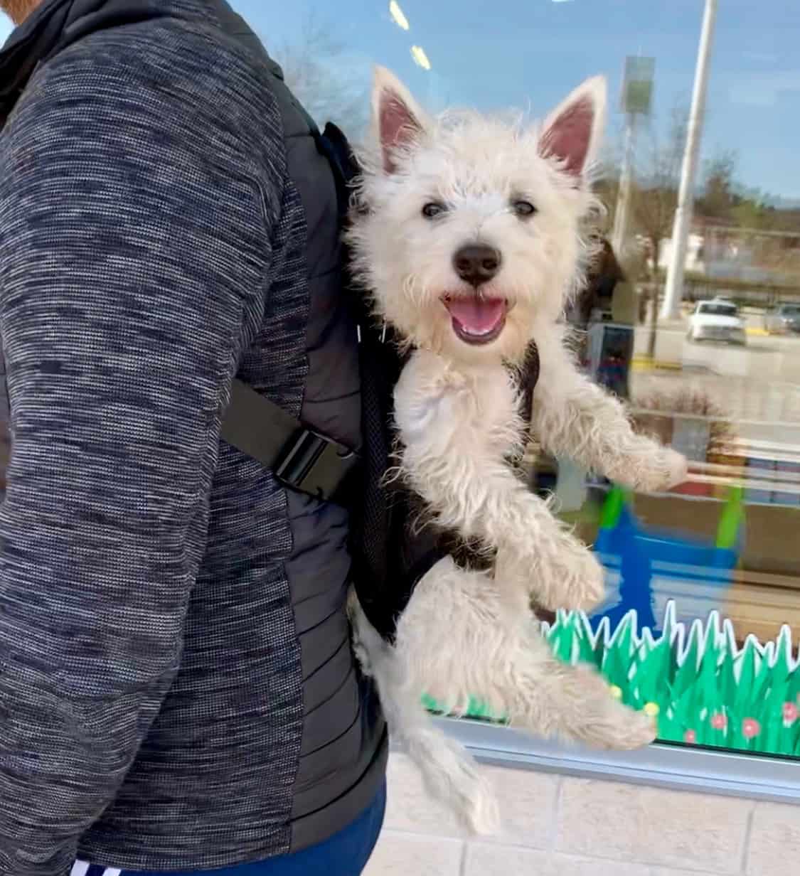 Westie in Dog Backpack Carrier