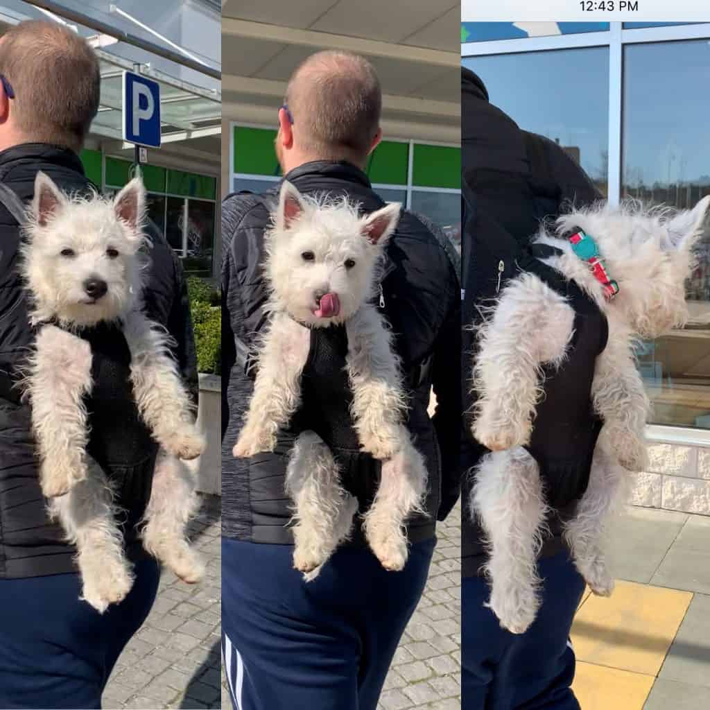 dog carrying puppy in backpack