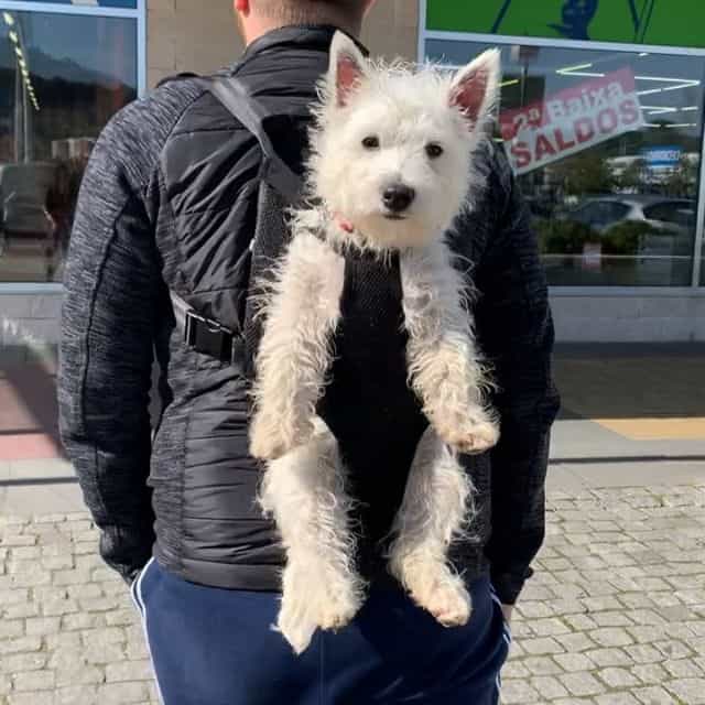 Dog carrier outlet backpack front facing