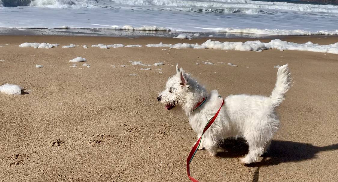 Do Westies Like the Beach