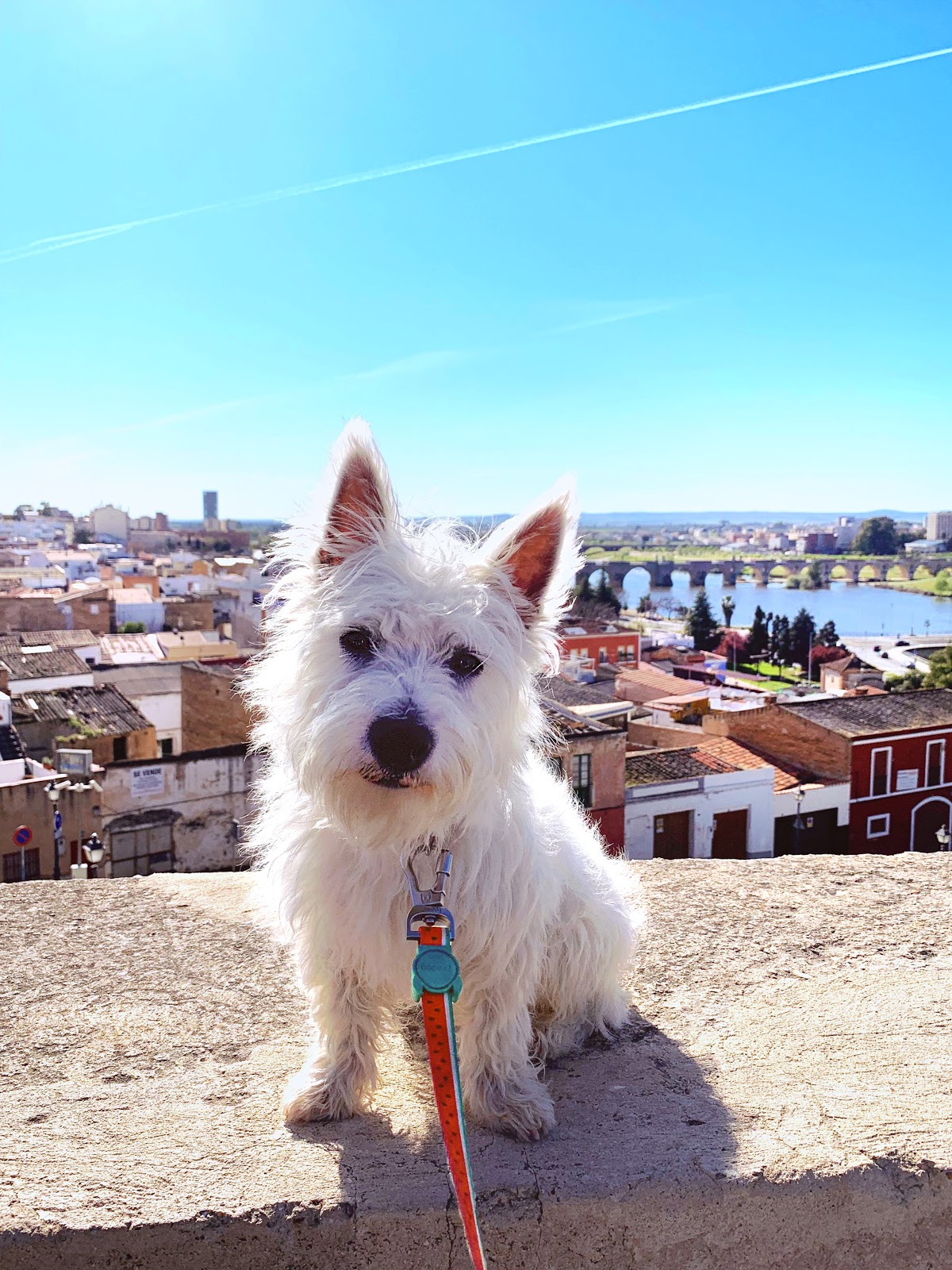 Things I packed on our first trip with our Westie puppy