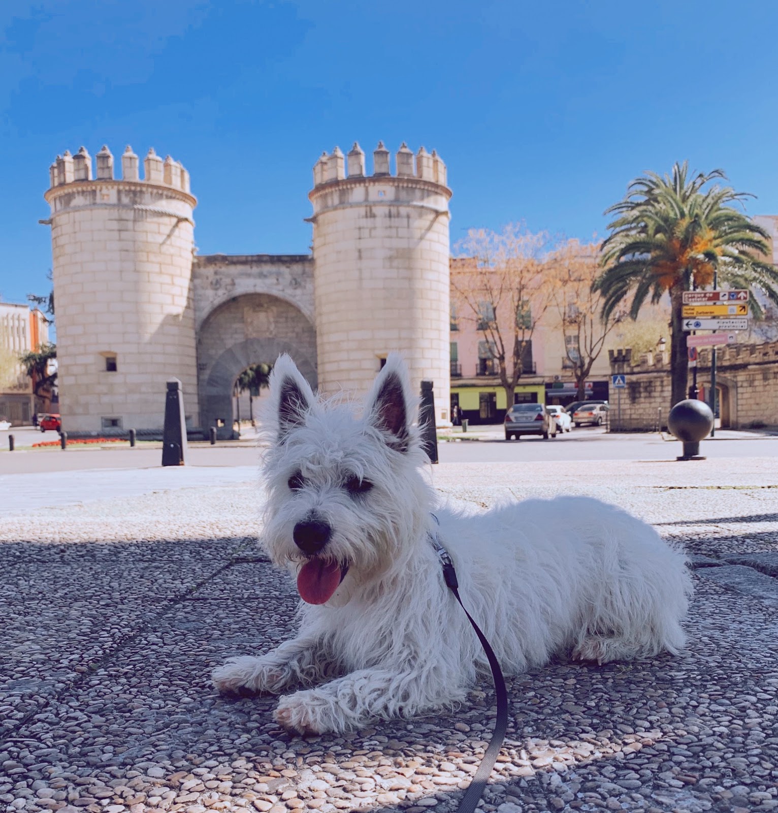 Things I packed on our first trip with our Westie puppy