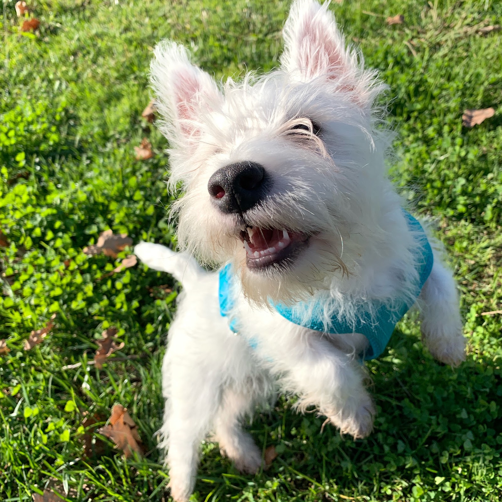 westie walk 2019