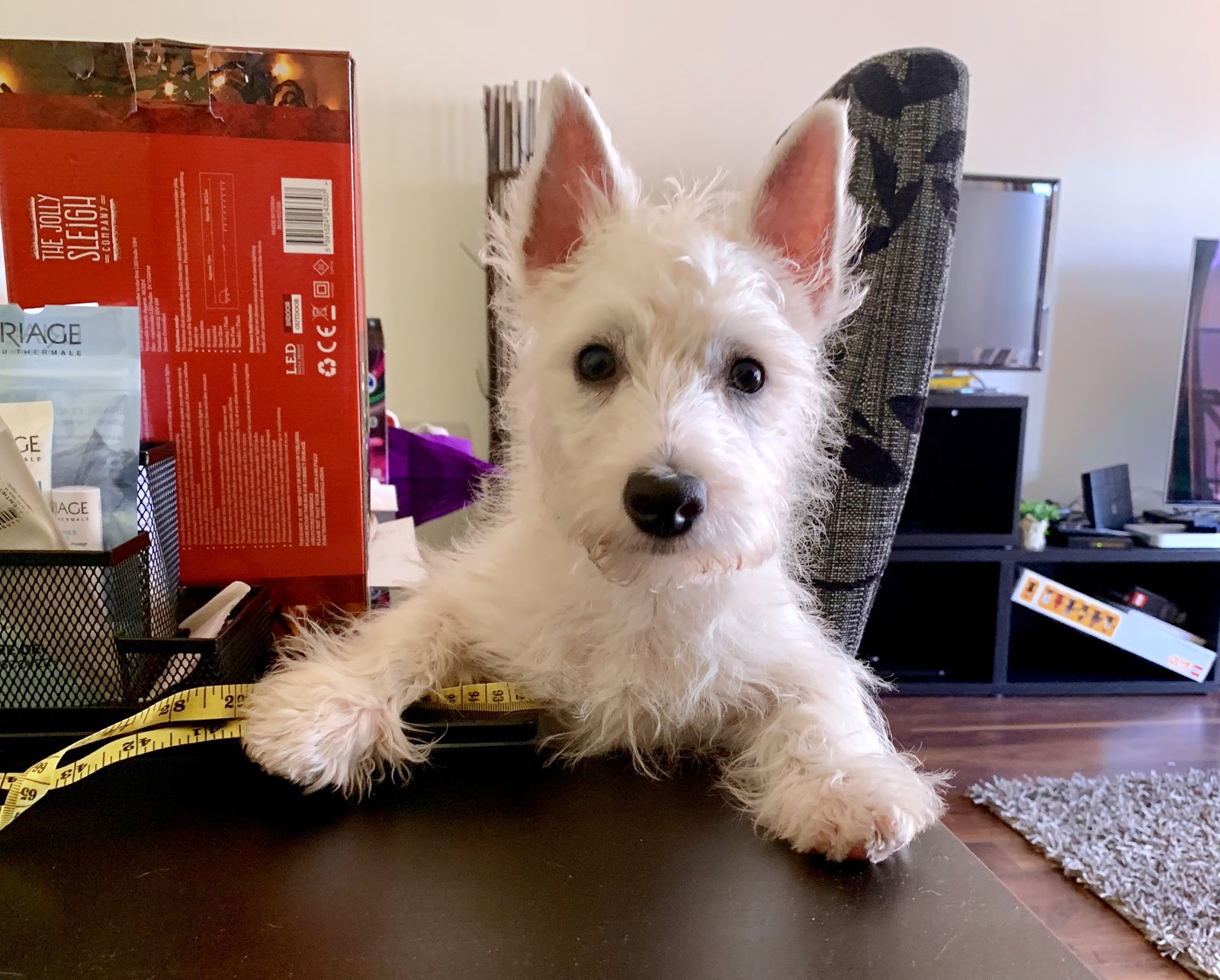 malassezia westie