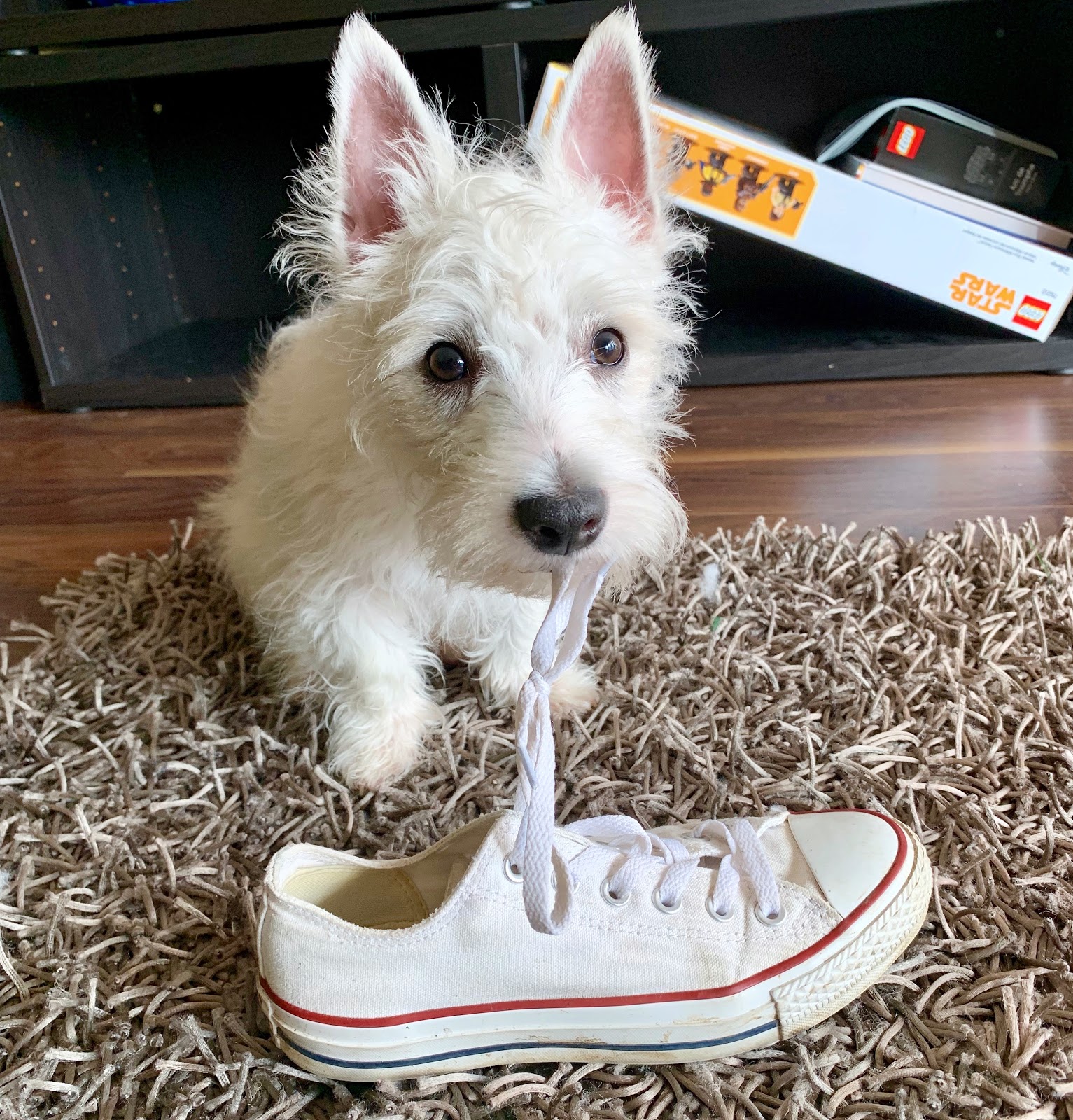 How my life changed after having a Westie puppy