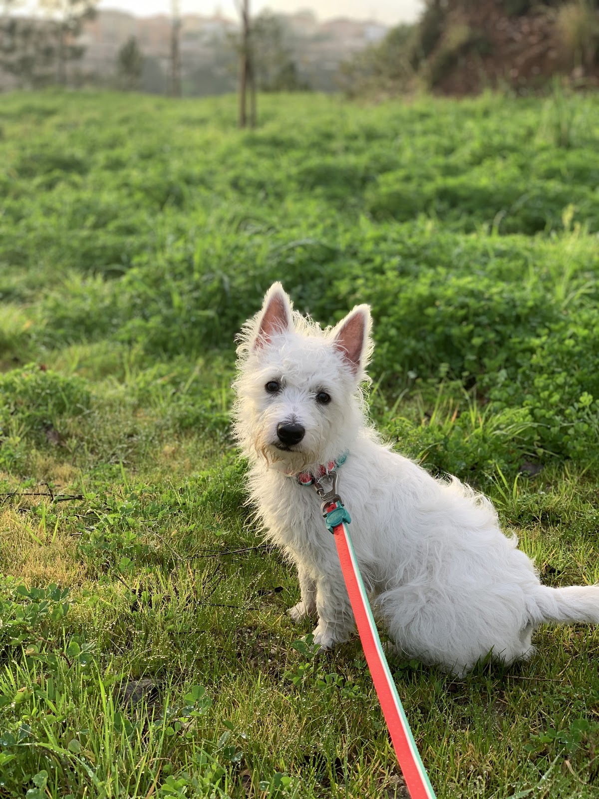 Sami’s first day at Westie training school