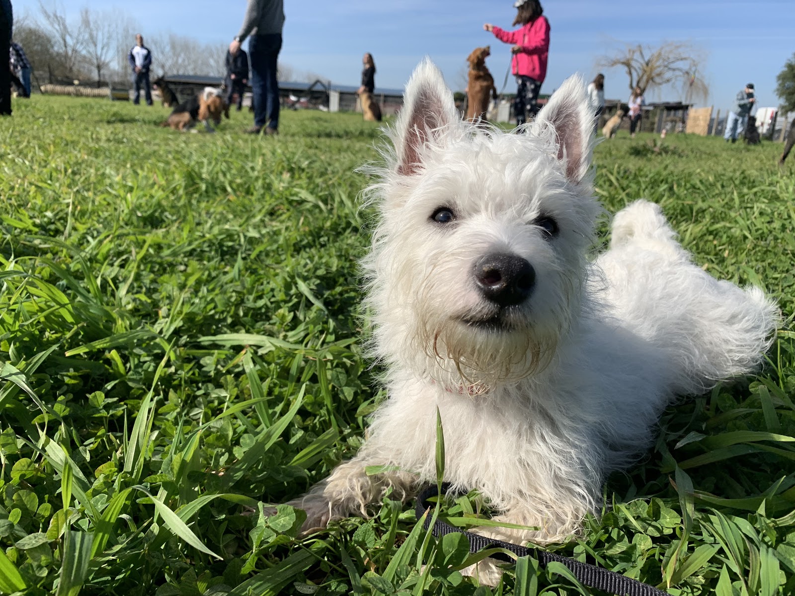 Sami’s first day at Westie training school