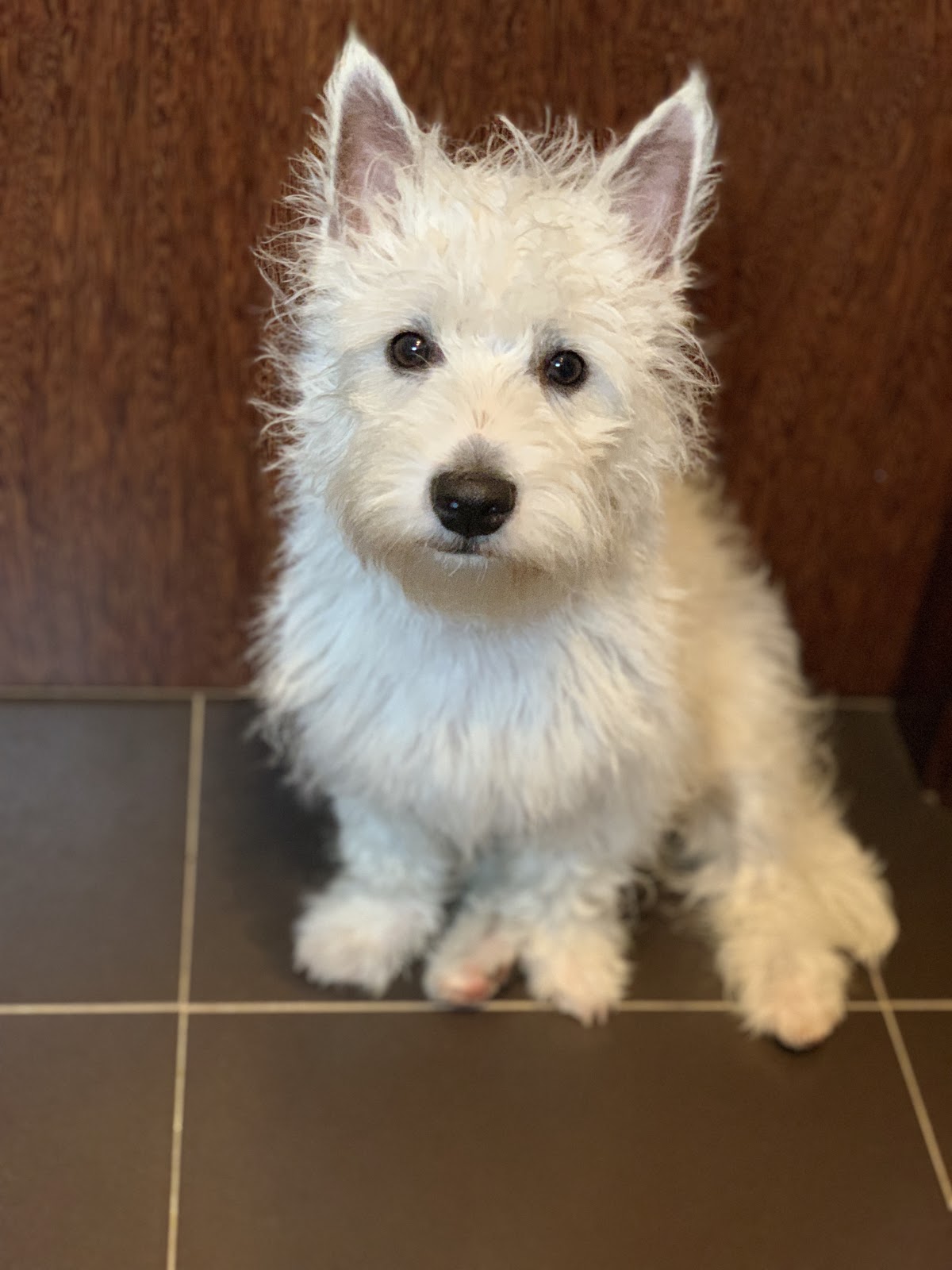 westie fur