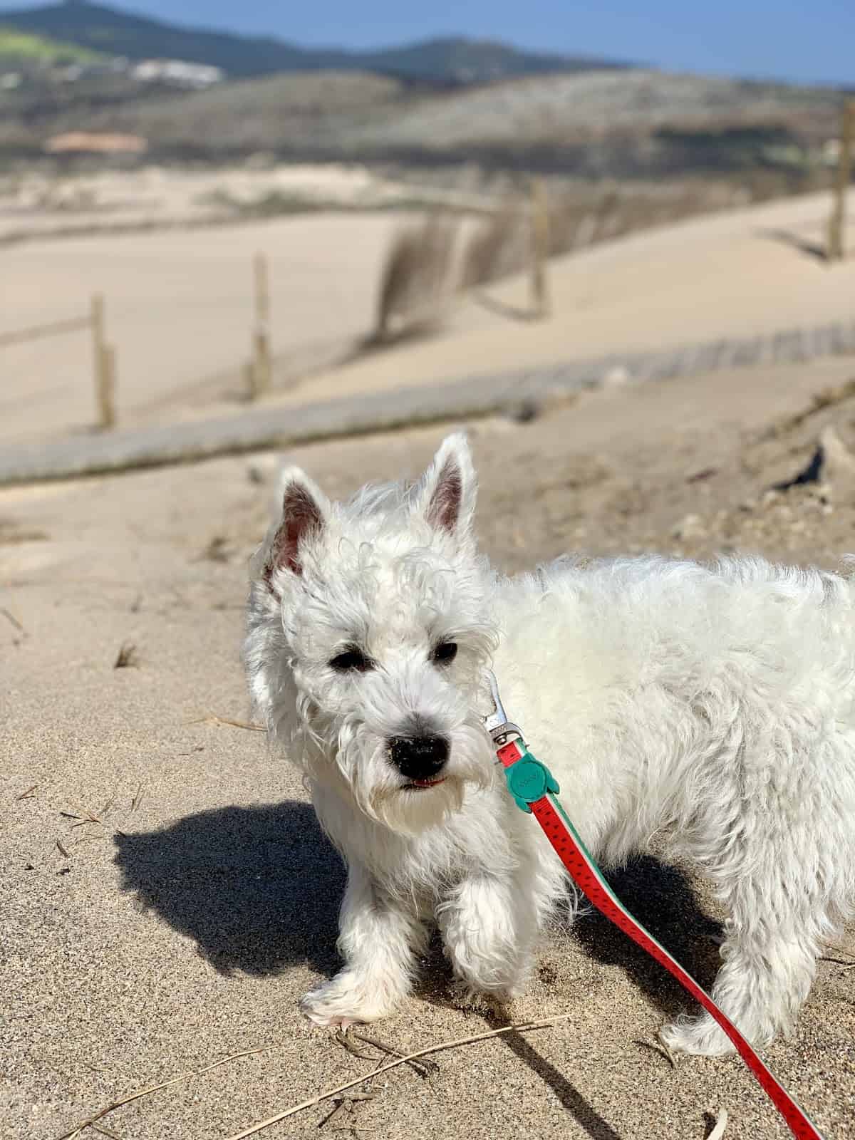 Do Westies Like the Beach