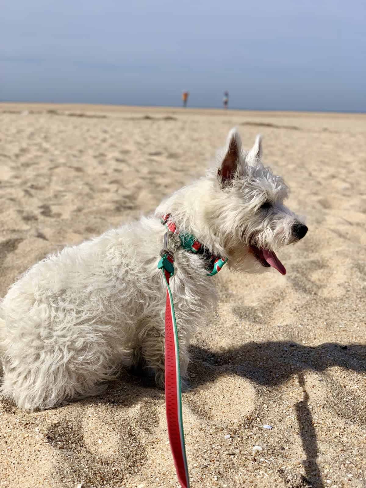 Do Westies Like the Beach