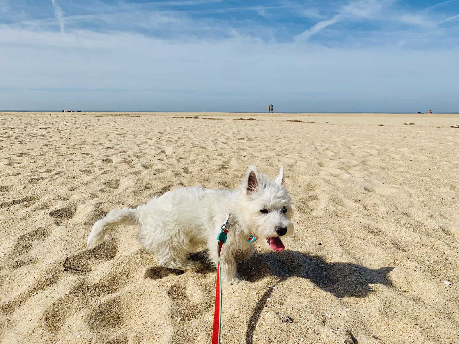 Do Westies Like the Beach