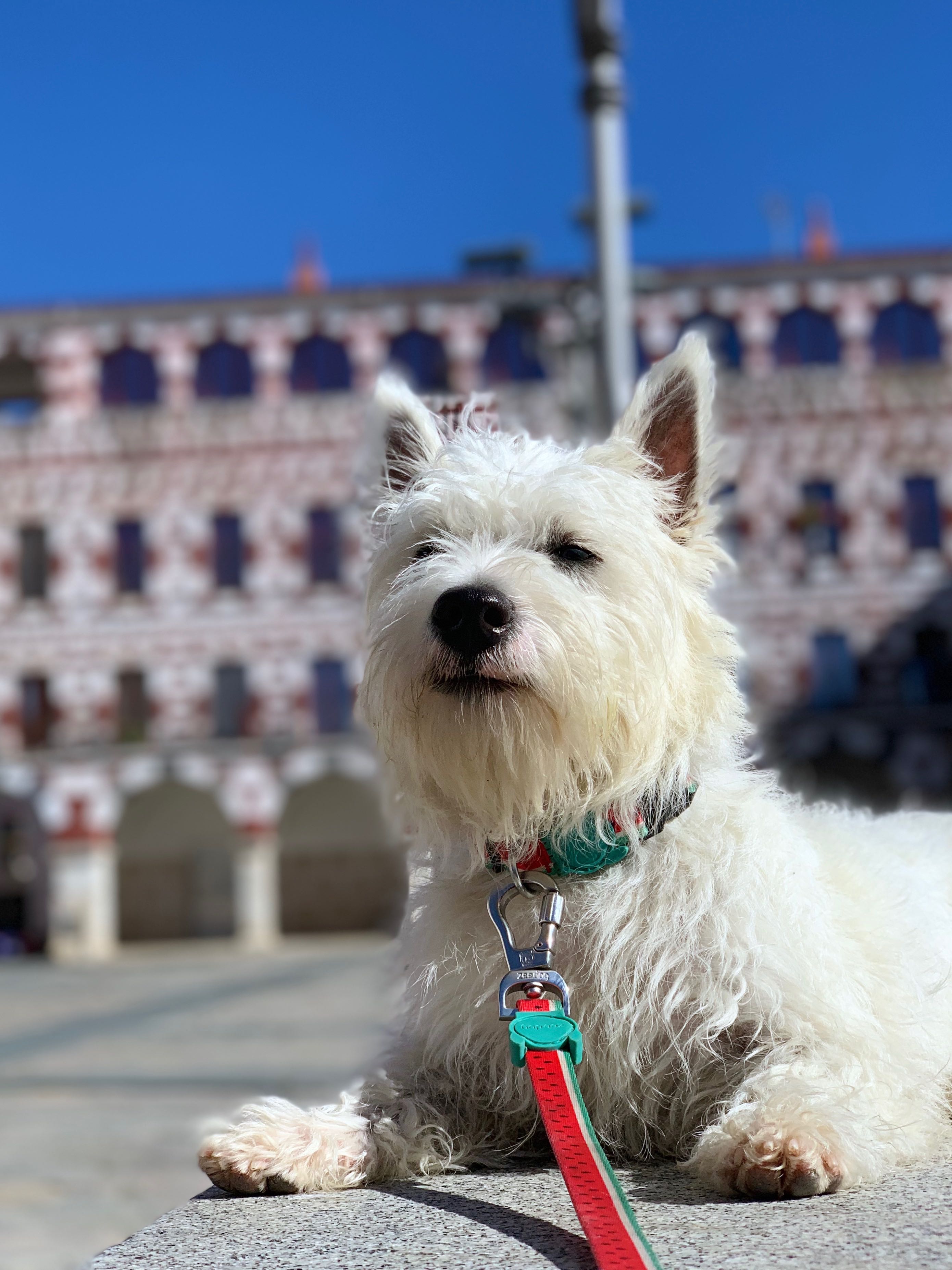 Done deal west sales highland terrier