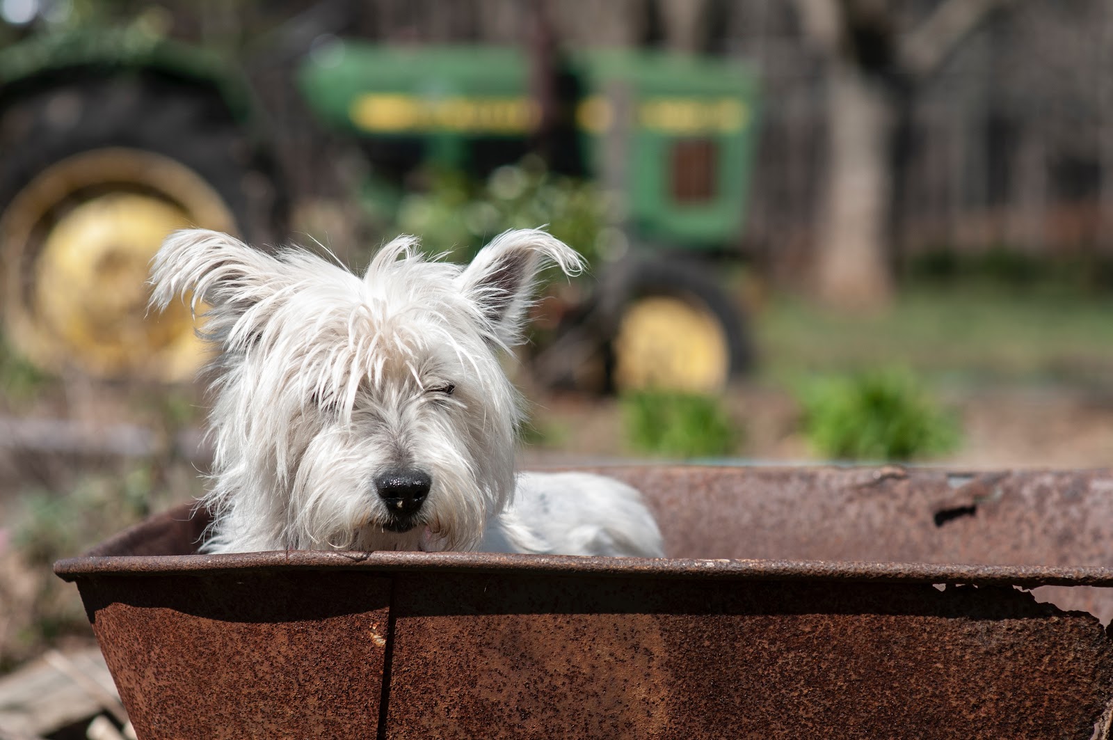 Pile discount family westies