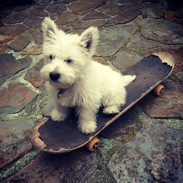 westie puppy on a skateboard