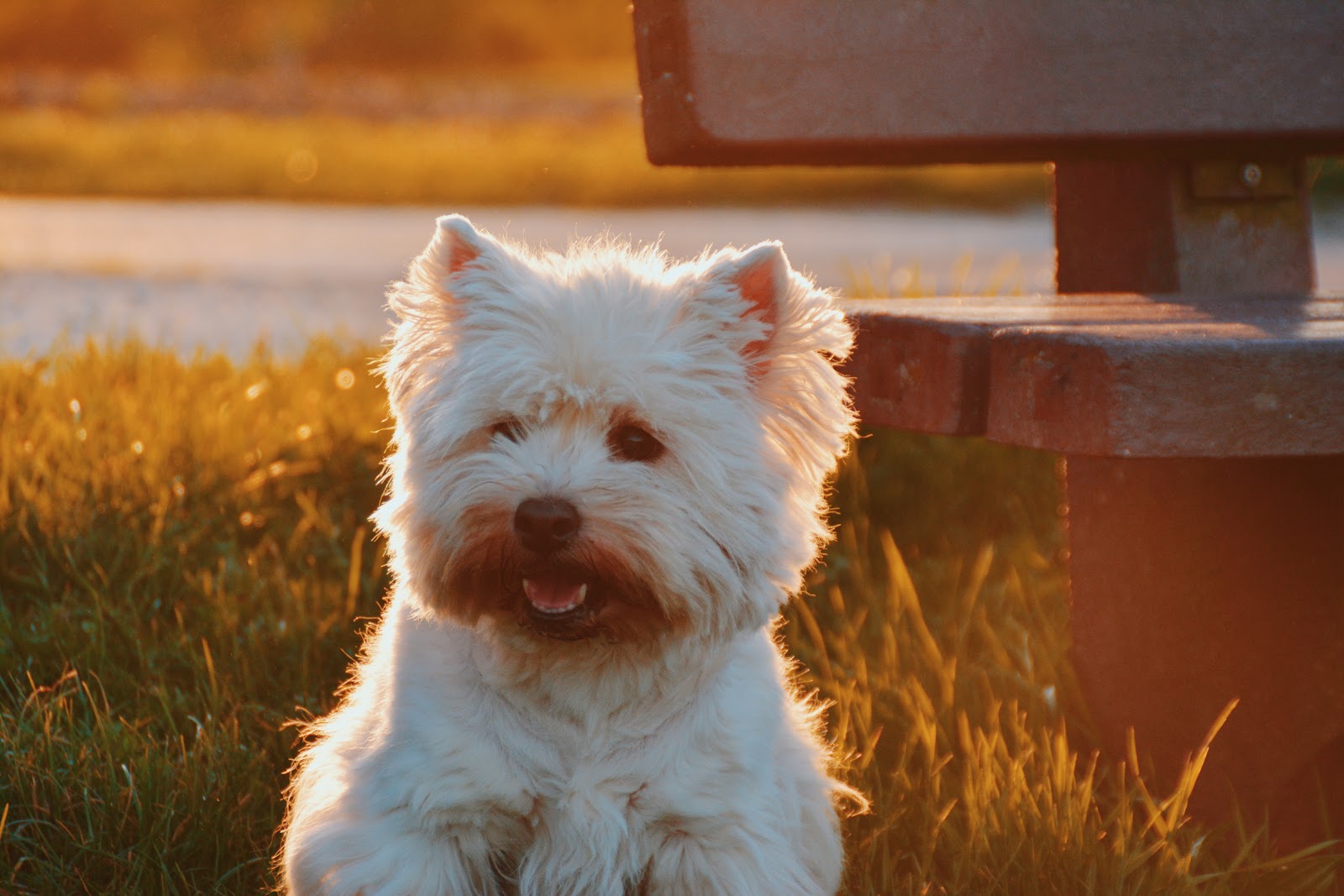 why do cairn terriers smell