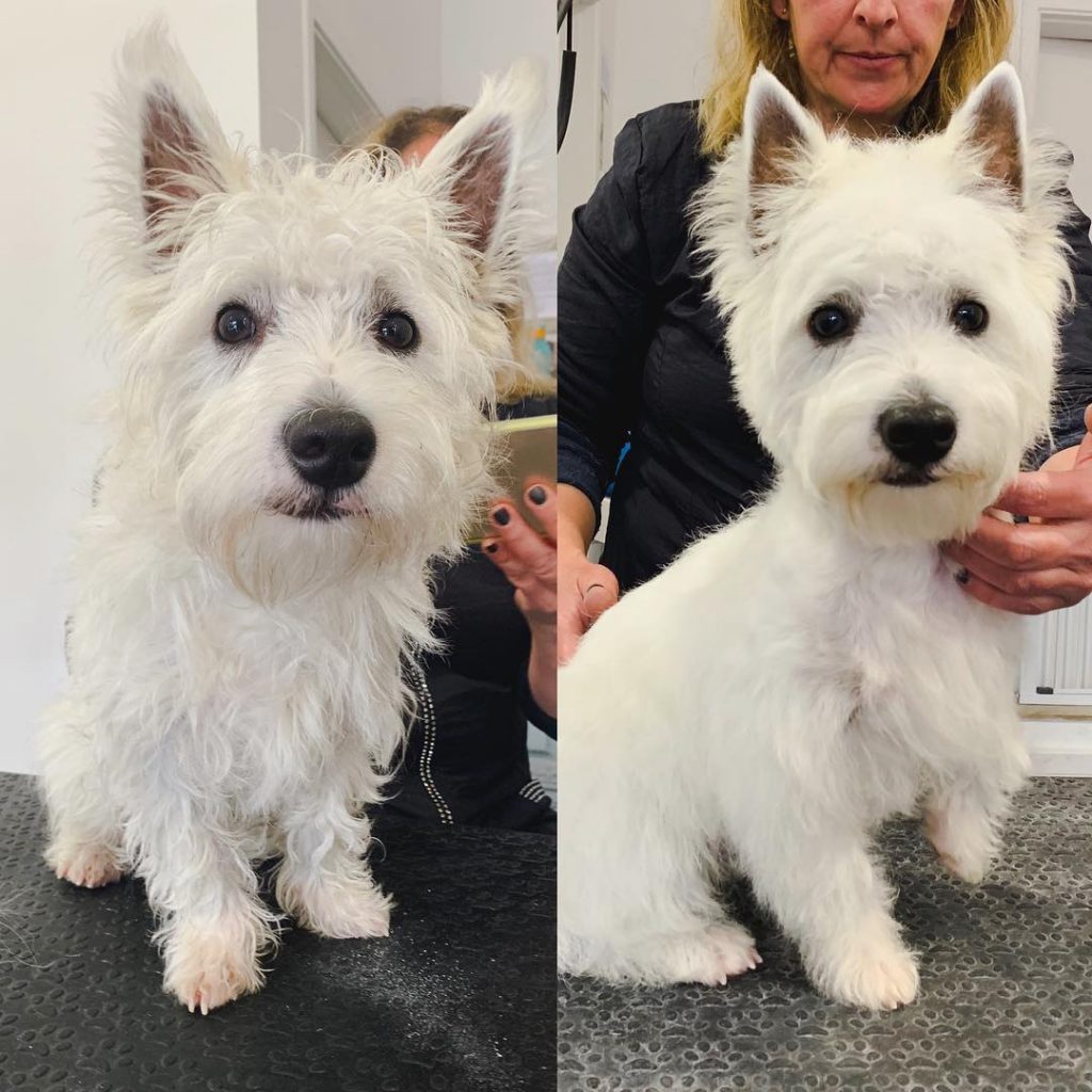 Westie puppy first haircut - before and after images