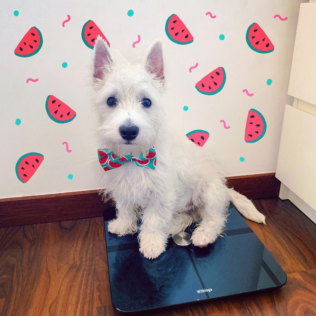 Westie puppy with a watermelon bowtie, on a scale, in front of a wall with watermelons painted on it