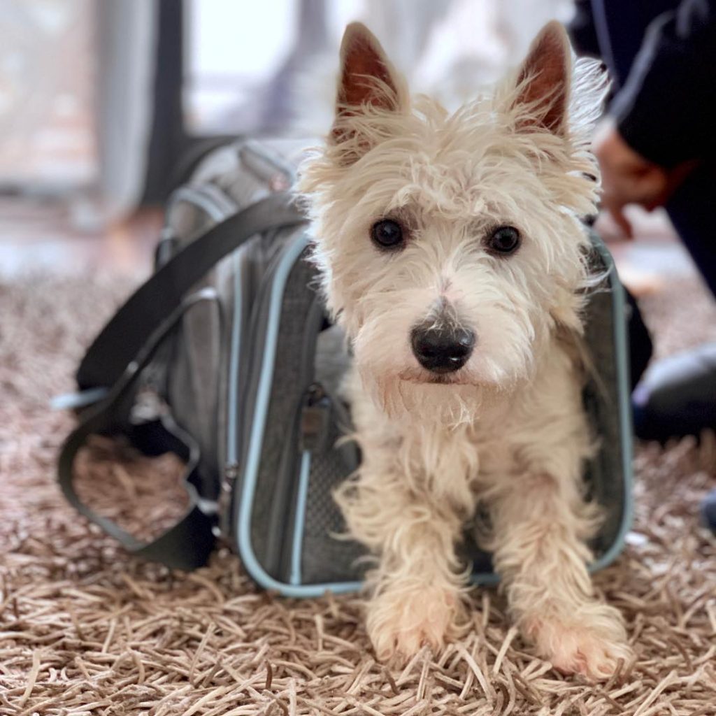 Westie store dog purses