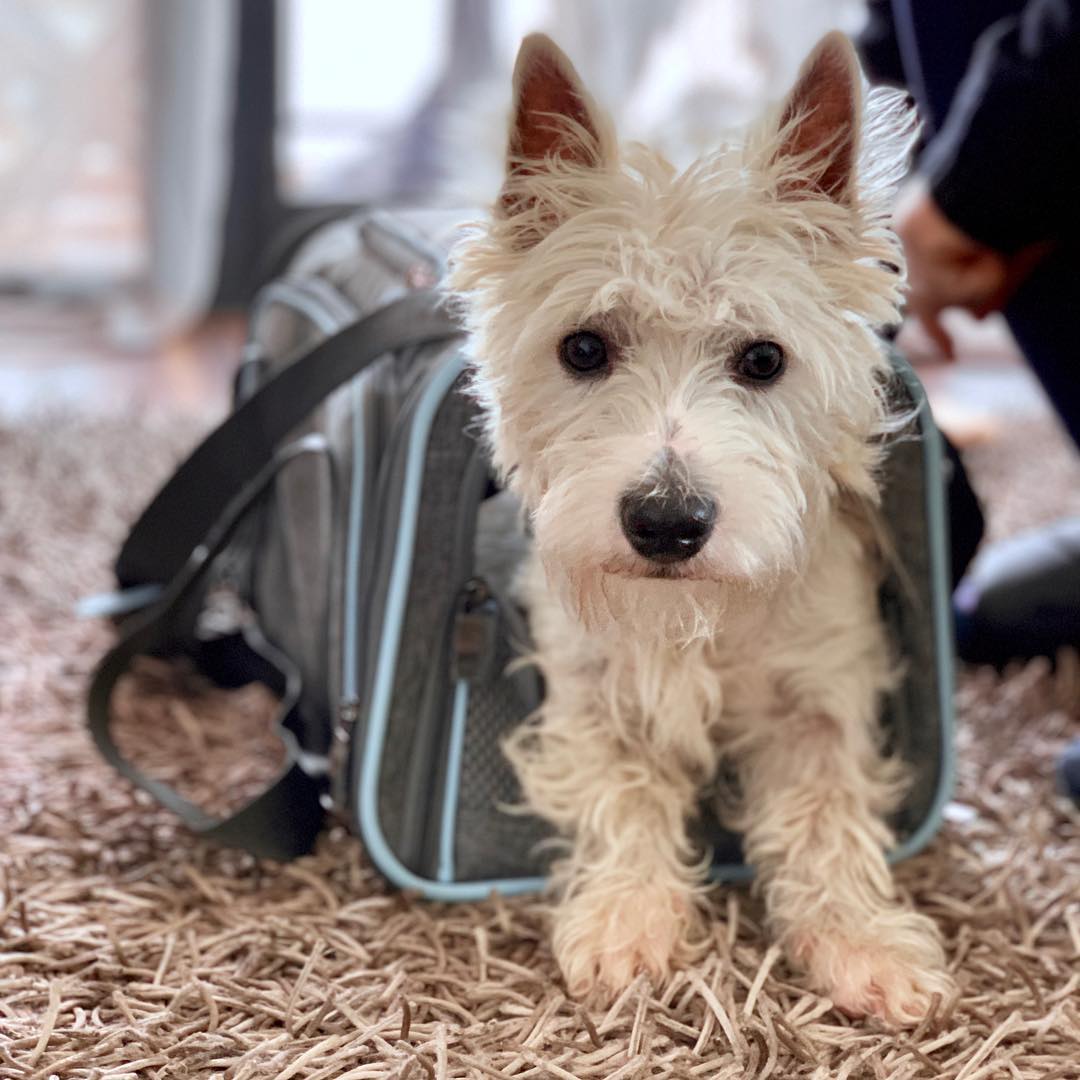 westie trip airplane carrier bag