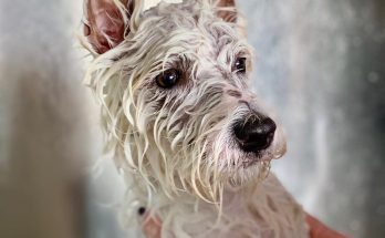 Wet westie puppy taking a bath