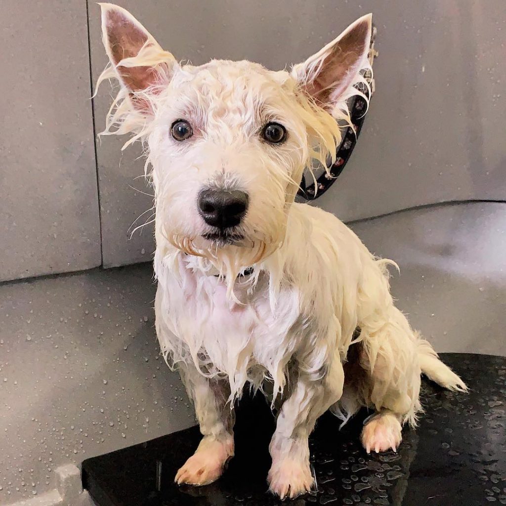 Wet westie puppy during bath time
