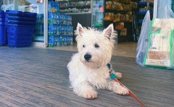 Westie puppy laying in front of a store in Crete, Greece