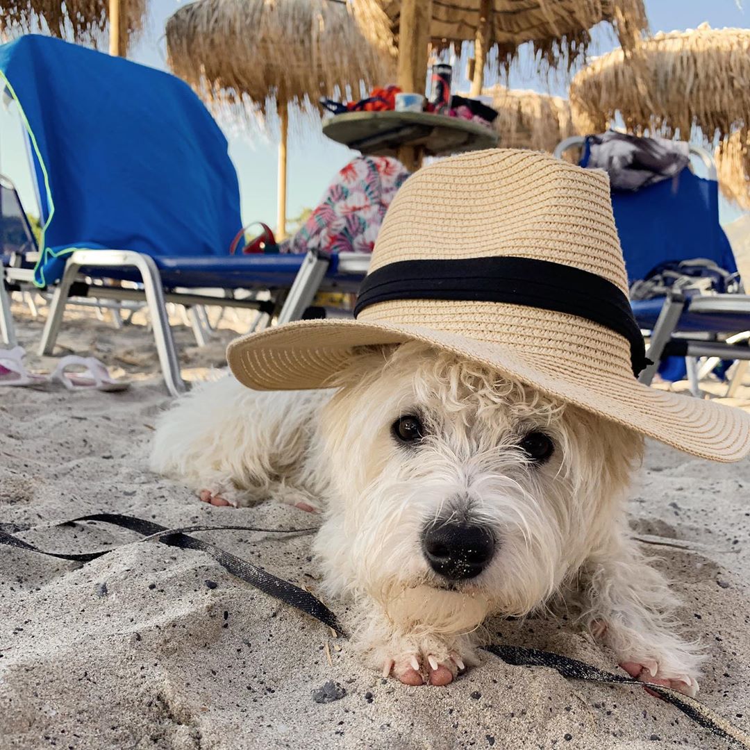 Westie puppy wearing a straw hat on the beach in Crete, Greece