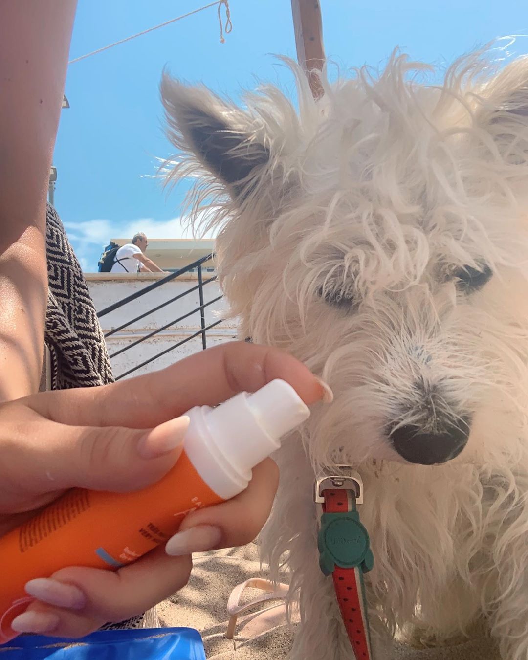 Sunscreen on a Westie