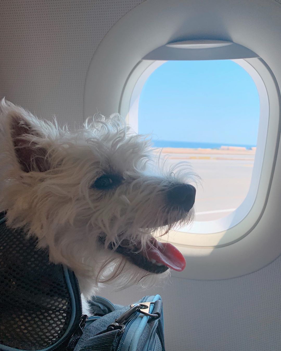 Westie puppy in a travel bag at the airplane window