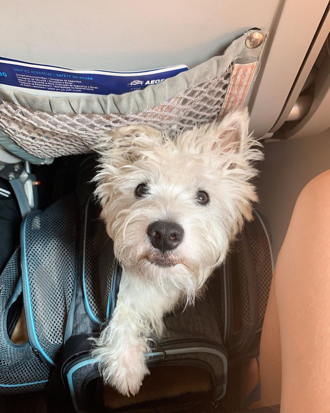 Westie puppy in travel bag under airplane seat