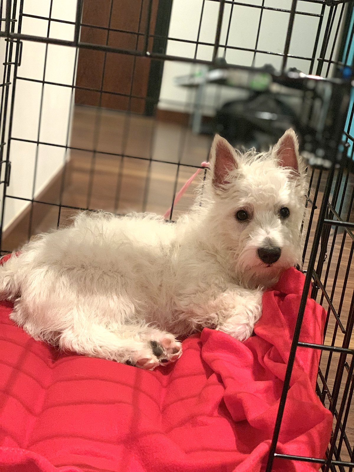 cute-Westie-puppy-crate-training