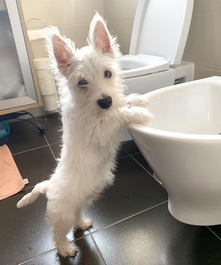 AmazonBasics Pet Training and Puppy Pads Review