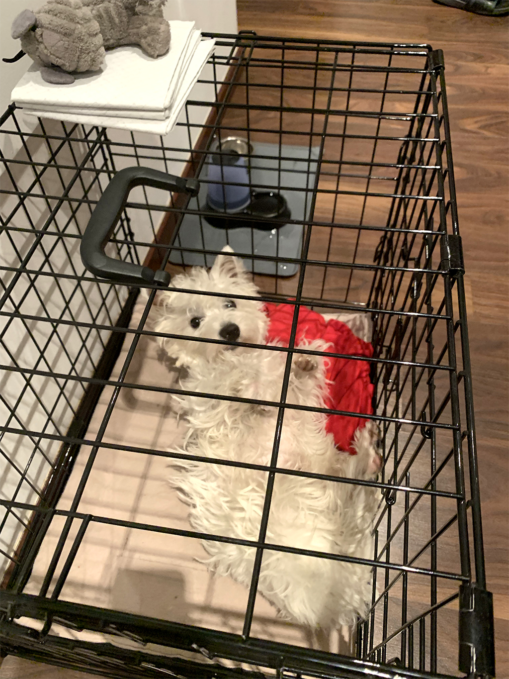 cute-Westie-puppy-crate-training