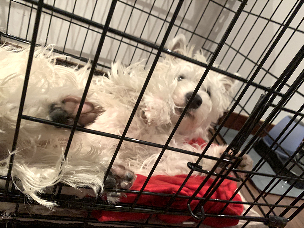 sleep-Westie-puppy-crate-training