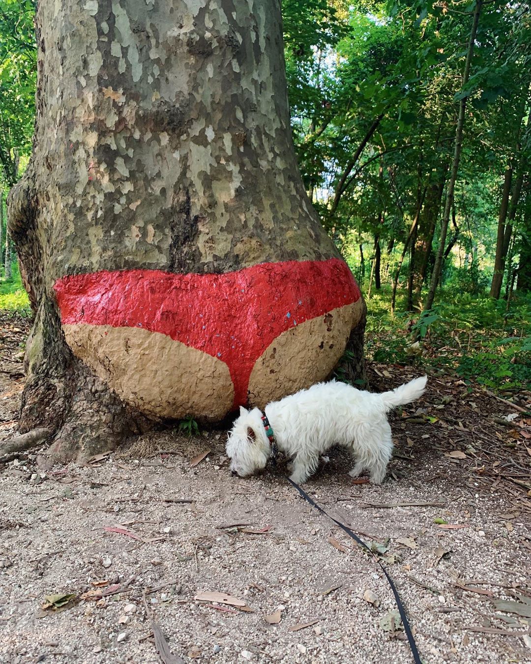 A Westie’s Life: Sami’s Instagram