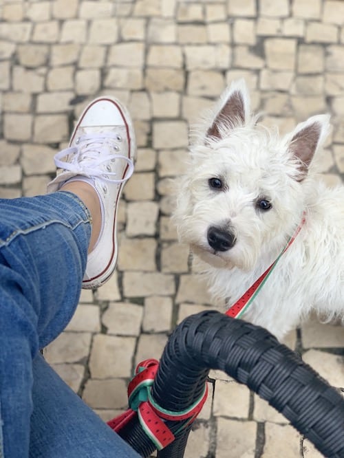 Zee.Dog dog leash