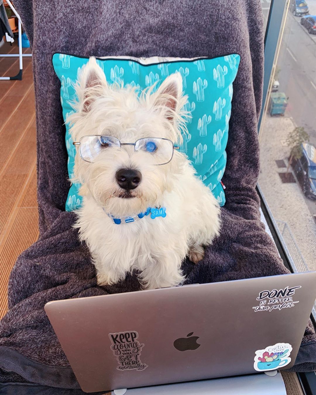 Cute westie puppy with glasses on the nose, in front of a computer