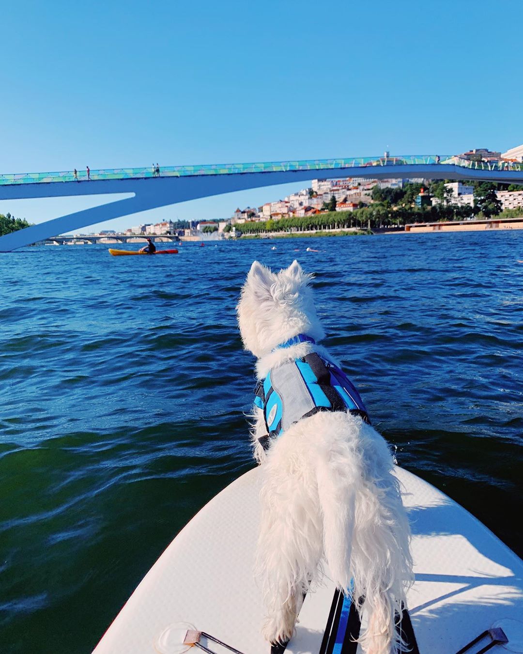 Wesite puppy in a life jacket, on a paddle board, floating on the river, looking at a bridge in the background