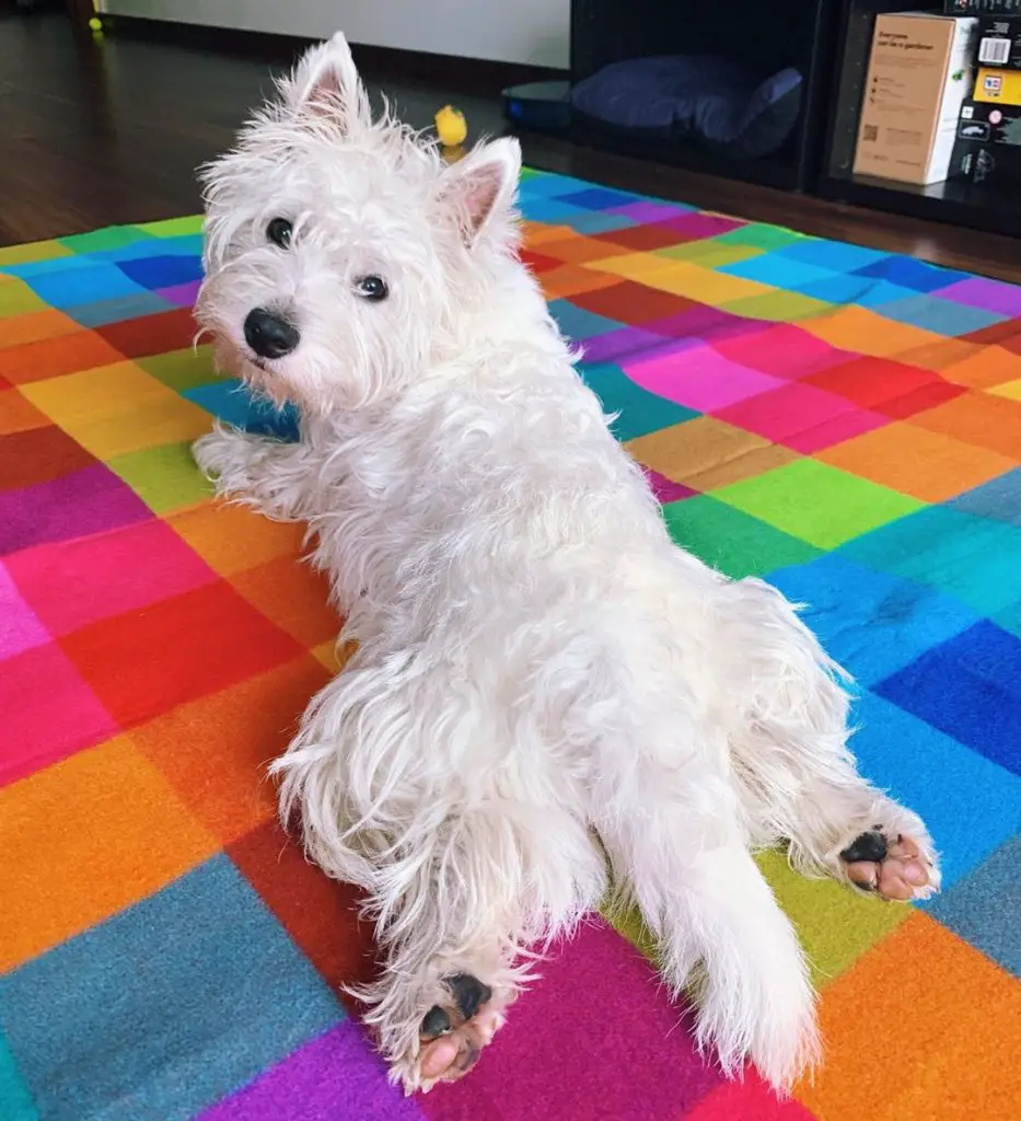 Westie puppy laying on a colorful carpet