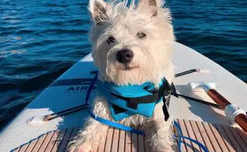 Westie puppy laying on a paddle board, while floating on a river